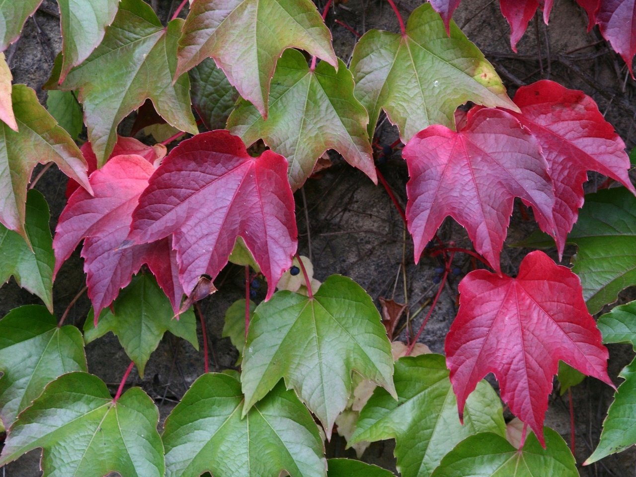 Обои листья, осень, растение, leaves, autumn, plant разрешение 2400x1600 Загрузить