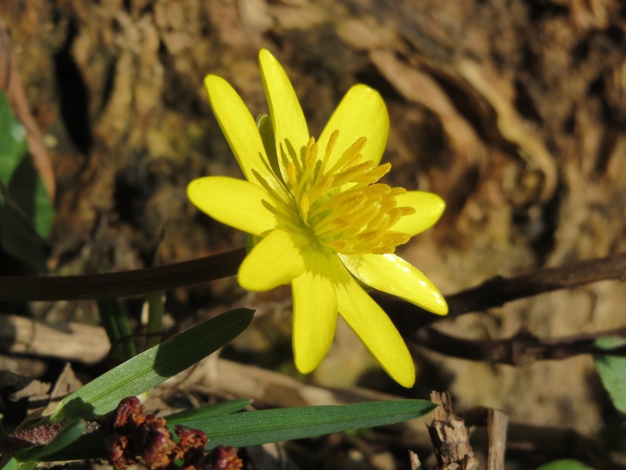 Обои желтый, цветок, лепестки, весна, лютик, ficaria verna, чистяк весенний, yellow, flower, petals, spring, buttercup, the chistyakov spring разрешение 3648x2736 Загрузить