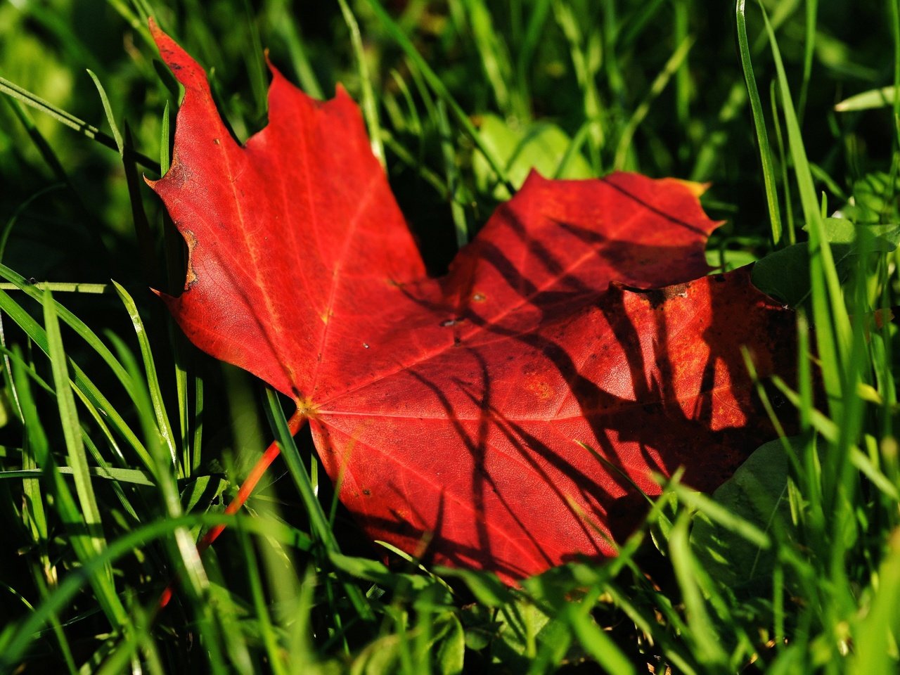 Обои трава, природа, осень, лист, клен, кленовый лист, grass, nature, autumn, sheet, maple, maple leaf разрешение 4280x3613 Загрузить