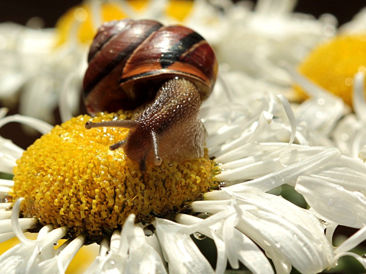 Обои цветы, насекомое, лепестки, ромашки, белые, макросъемка, улитка, flowers, insect, petals, chamomile, white, macro, snail разрешение 2225x1483 Загрузить