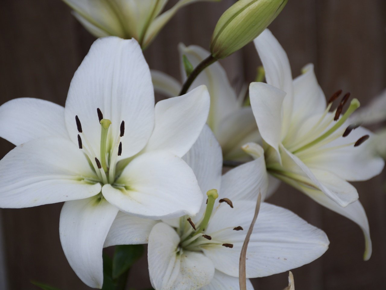 Обои цветы, лепестки, тычинки, белые, лилии, крупным планом, flowers, petals, stamens, white, lily, closeup разрешение 6000x4000 Загрузить