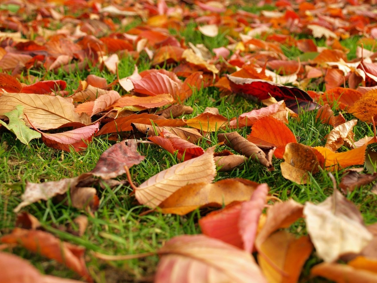 Обои трава, природа, листья, листва, осень, grass, nature, leaves, foliage, autumn разрешение 1920x1440 Загрузить