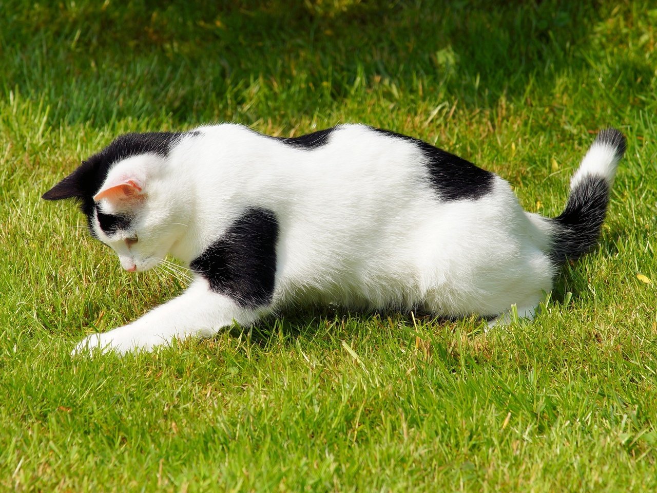 Обои трава, кот, кошка, пятнистый, игривый, grass, cat, spotted, playful разрешение 4010x2415 Загрузить