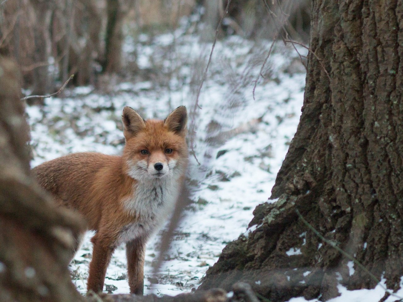 Обои морда, деревья, снег, природа, лес, зима, лиса, лисица, face, trees, snow, nature, forest, winter, fox разрешение 2667x1667 Загрузить