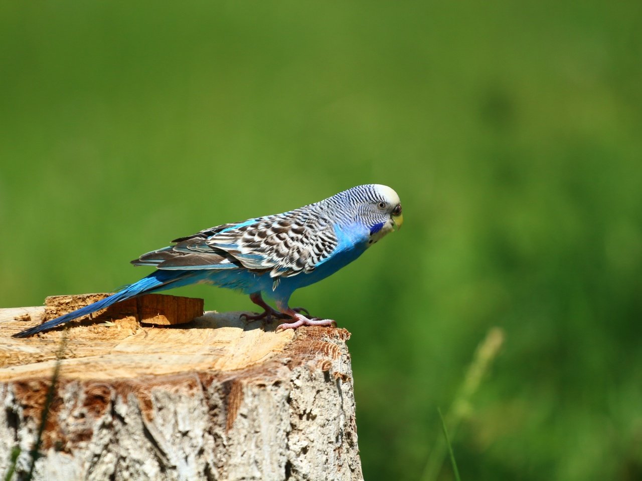 Обои фон, птица, птичка, попугай, пень, волнистый попугай, ааааааа, background, bird, parrot, stump, wavy parrot, aaaaaaa разрешение 1920x1280 Загрузить