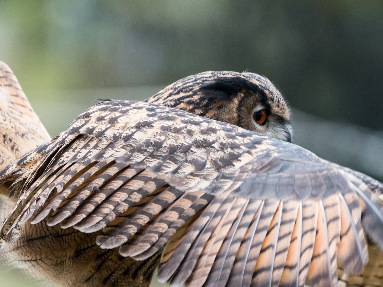 Обои сова, природа, крылья, птица, перья, филин, крупным планом, owl, nature, wings, bird, feathers, closeup разрешение 4484x2989 Загрузить