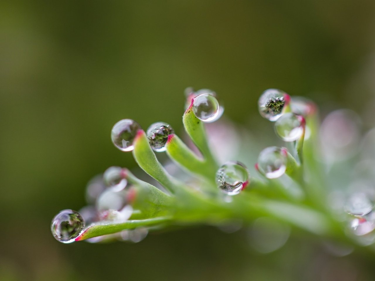 Обои природа, капли, блики, лист, размытость, растение, капельки росы, nature, drops, glare, sheet, blur, plant, drops of dew разрешение 1920x1200 Загрузить