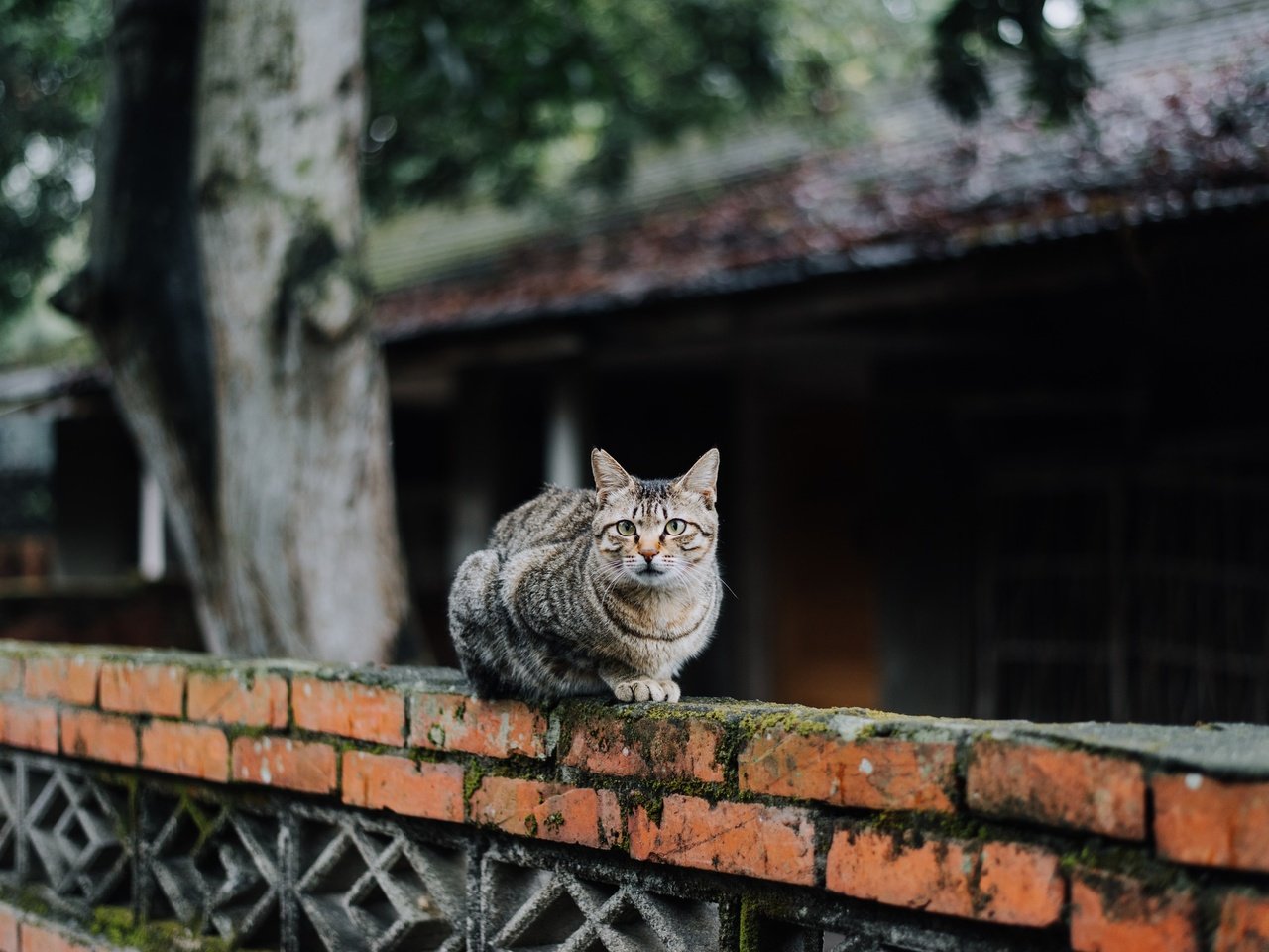 Обои кот, мордочка, усы, кошка, взгляд, cat, muzzle, mustache, look разрешение 2048x1367 Загрузить