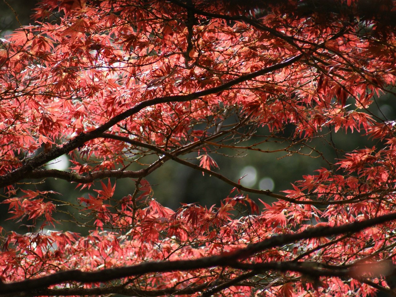 Обои природа, дерево, листья, ветки, ветви, листва, осень, клен, nature, tree, leaves, branches, branch, foliage, autumn, maple разрешение 4592x3056 Загрузить