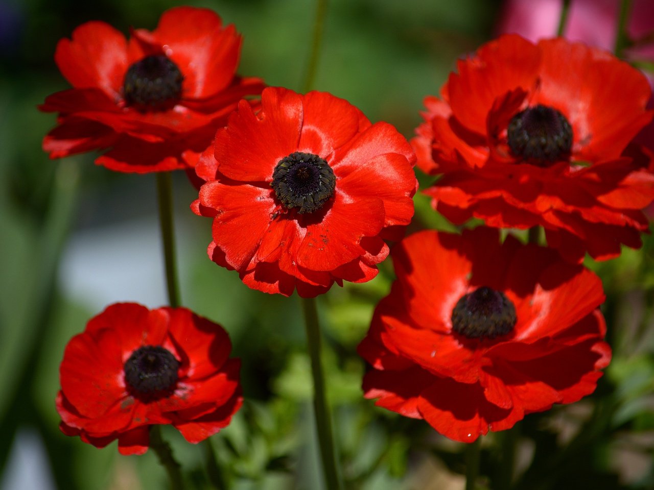 Обои цветы, макро, лепестки, красные, анемоны, ветреница, flowers, macro, petals, red, anemones, anemone разрешение 6000x4000 Загрузить