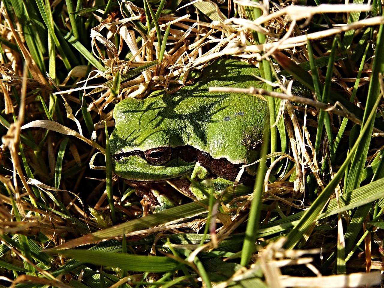 Обои трава, природа, лягушка, древесная лягушка, квакша, grass, nature, frog, tree frog, treefrog разрешение 2272x1704 Загрузить