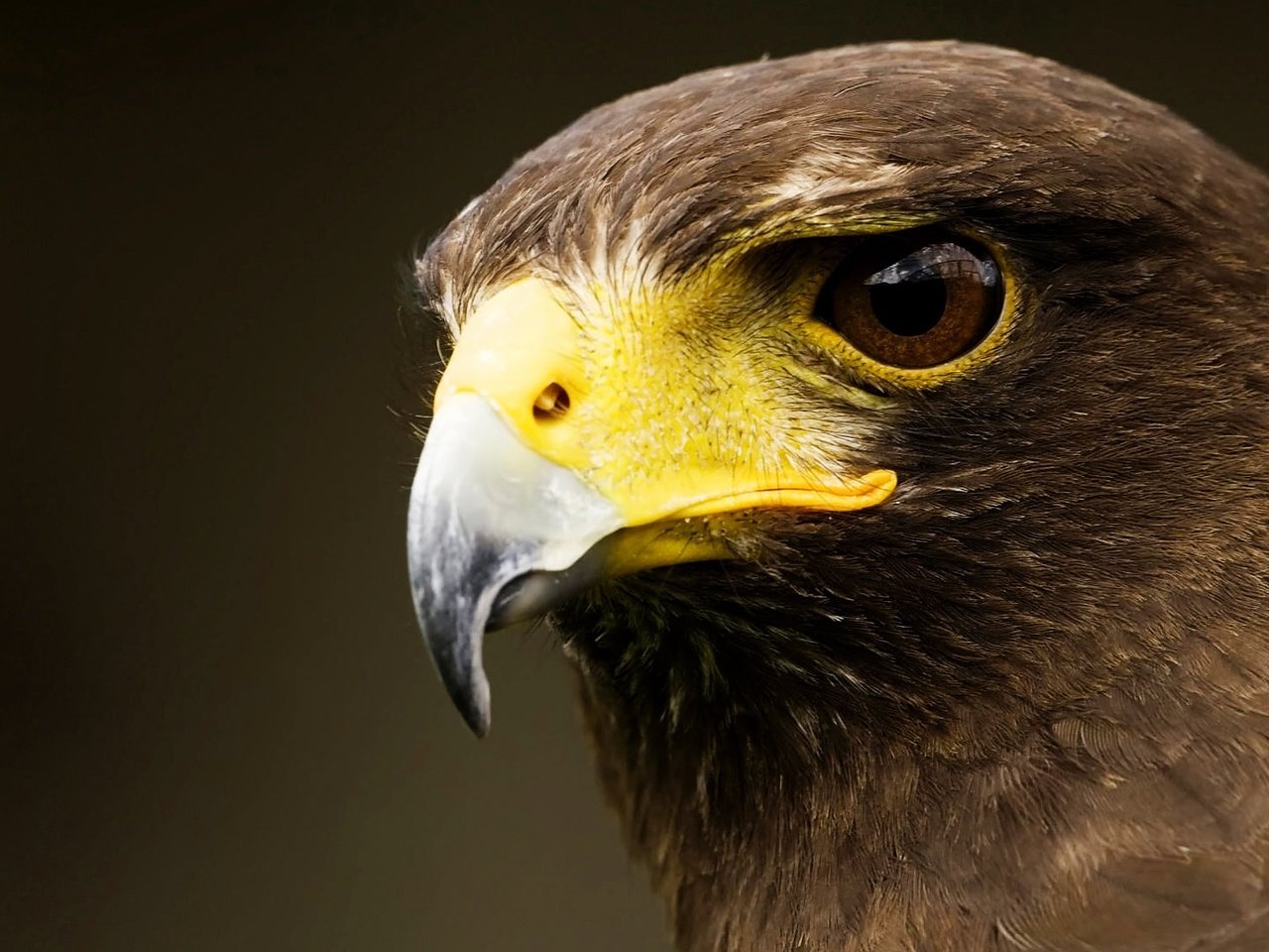 Обои фон, орел, птица, клюв, перья, background, eagle, bird, beak, feathers разрешение 1920x1080 Загрузить