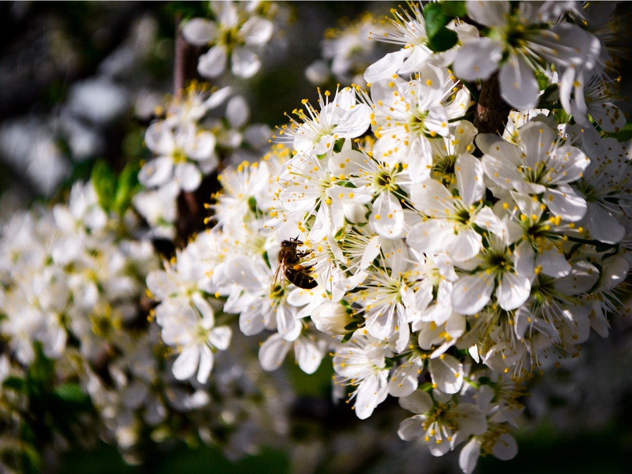 Обои цветение, насекомое, пейзаж, весна, пчела, flowering, insect, landscape, spring, bee разрешение 4608x3072 Загрузить