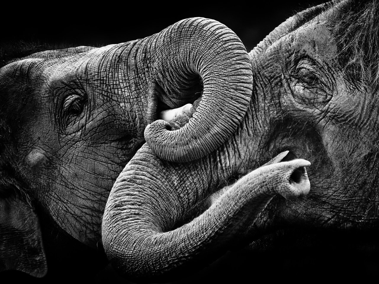 Обои природа, фон, чёрно-белое, слоны, nature, background, black and white, elephants разрешение 2048x1416 Загрузить