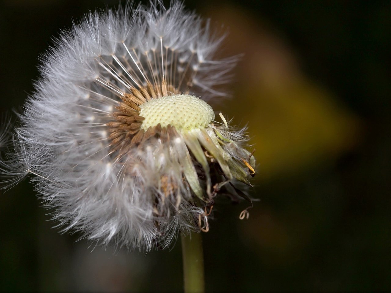 Обои природа, макро, цветок, одуванчик, пушинки, былинки, nature, macro, flower, dandelion, fuzzes, blade разрешение 1972x1142 Загрузить