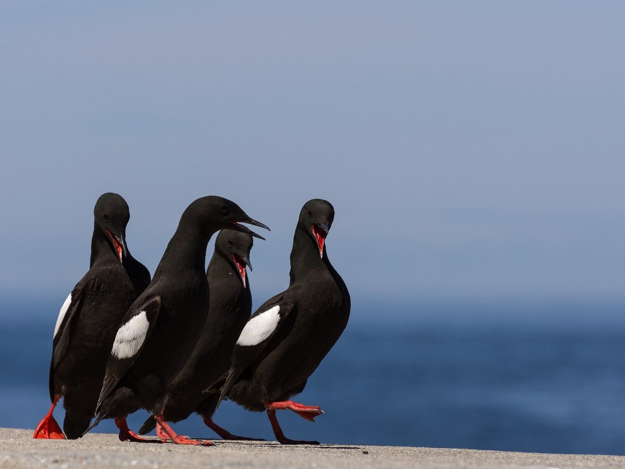 Обои природа, птицы, птица, клюв, перья, обыкновенный чистик, nature, birds, bird, beak, feathers, common guillemot разрешение 2048x1302 Загрузить