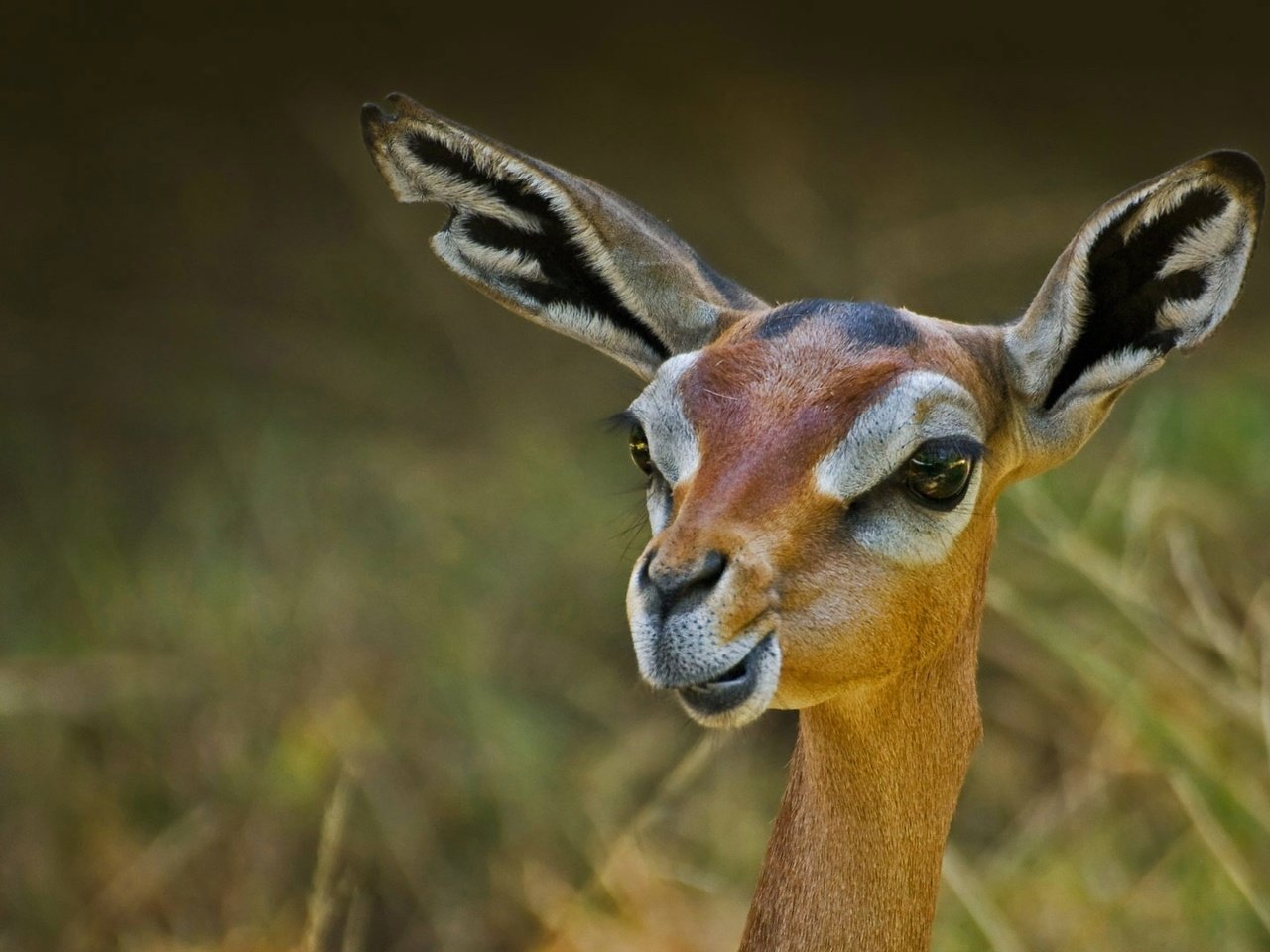 Обои природа, антилопа, геренук, жирафовая газель, nature, antelope, gerenuk, giraffidae gazelle разрешение 1920x1080 Загрузить