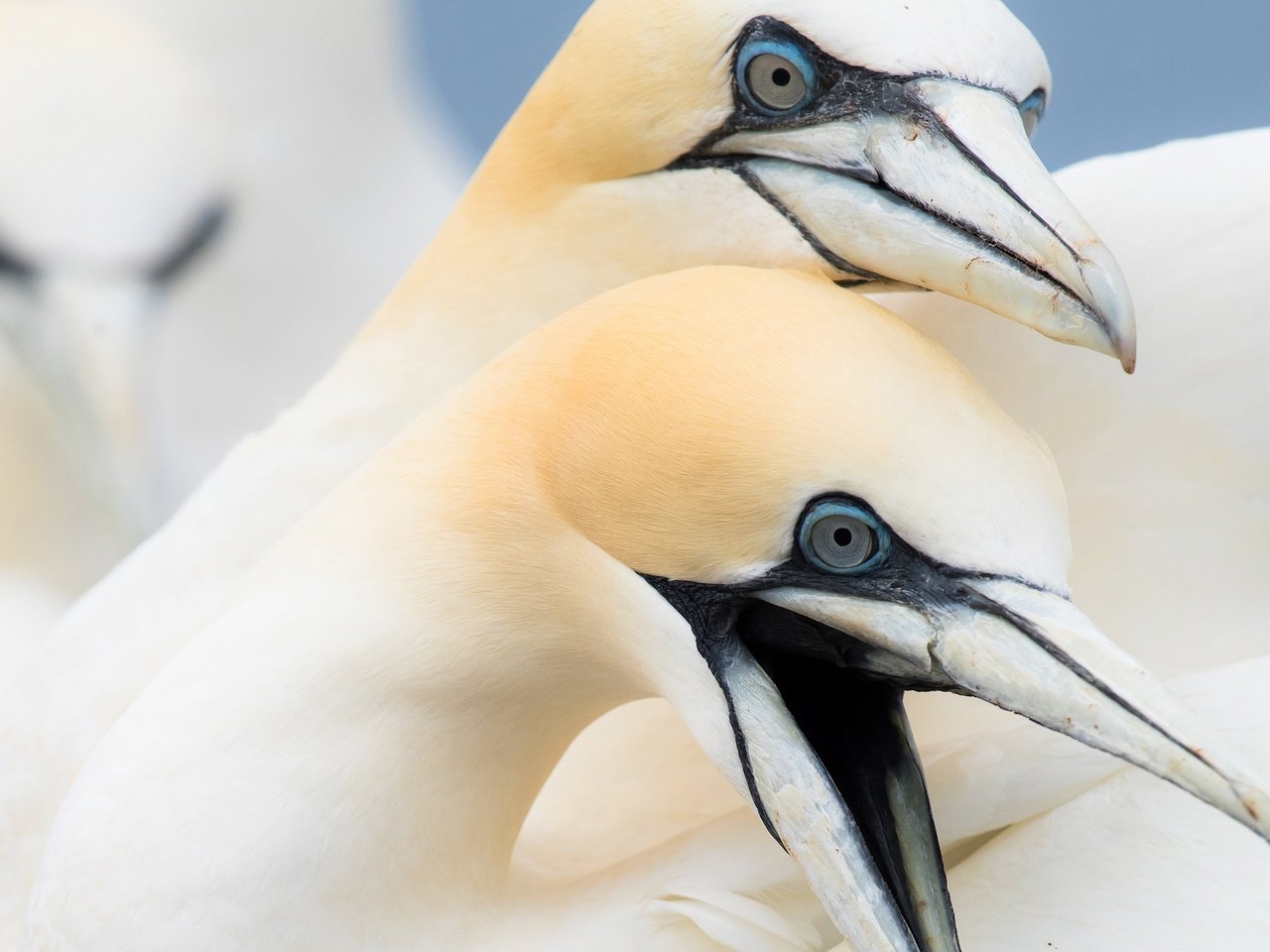 Обои птицы, птица, клюв, олуша, северная олуша, birds, bird, beak, gannet, the northern gannet разрешение 2048x1326 Загрузить