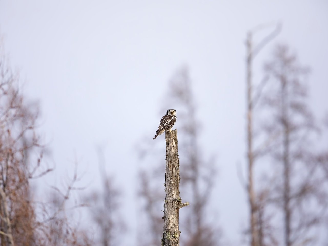 Обои сова, природа, дерево, фон, птица, owl, nature, tree, background, bird разрешение 2048x1365 Загрузить