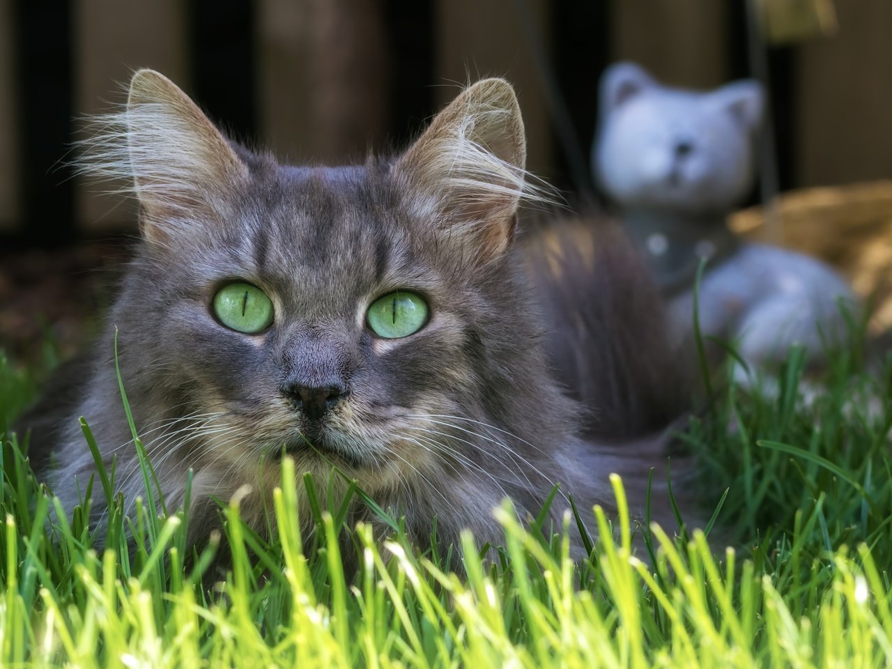 Обои трава, кот, мордочка, усы, кошка, взгляд, grass, cat, muzzle, mustache, look разрешение 5151x3434 Загрузить