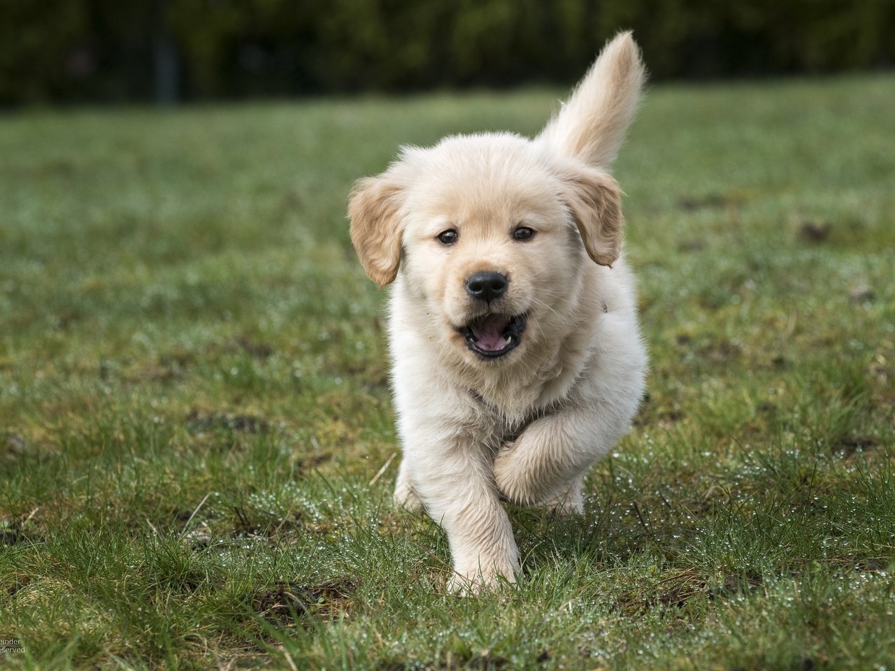 Обои трава, щенок, золотистый ретривер, grass, puppy, golden retriever разрешение 2048x1367 Загрузить