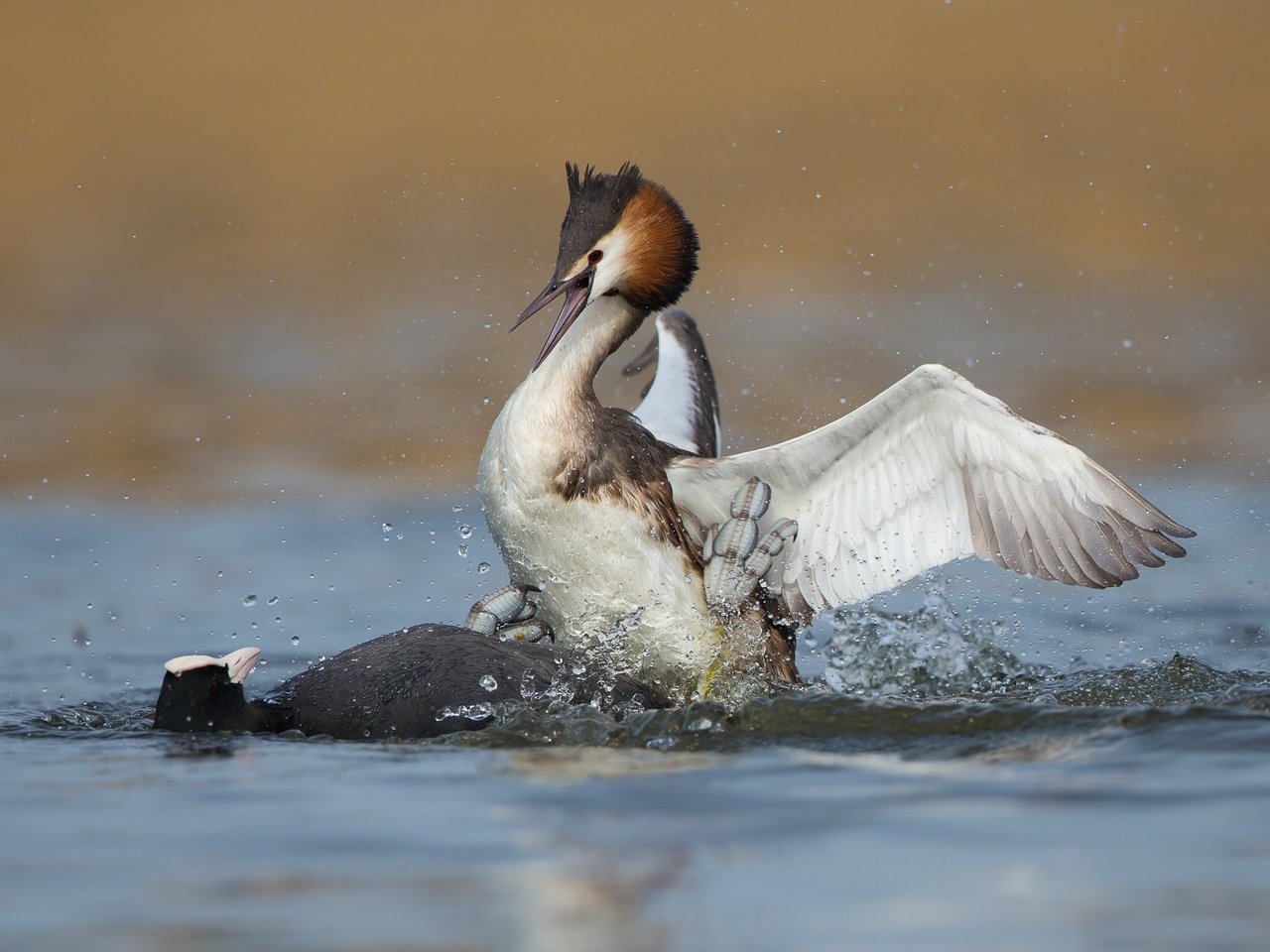 Обои вода, птицы, утки, драка, большая поганка, чомга, water, birds, duck, fight, great crested grebe, the great crested grebe разрешение 3324x2351 Загрузить