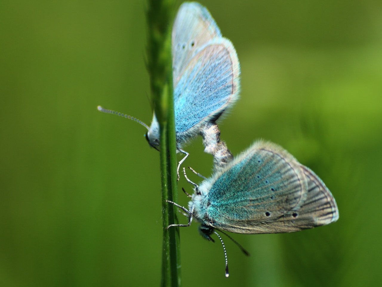 Обои зелень, макро, фон, насекомые, травка, бабочки, greens, macro, background, insects, weed, butterfly разрешение 1920x1280 Загрузить