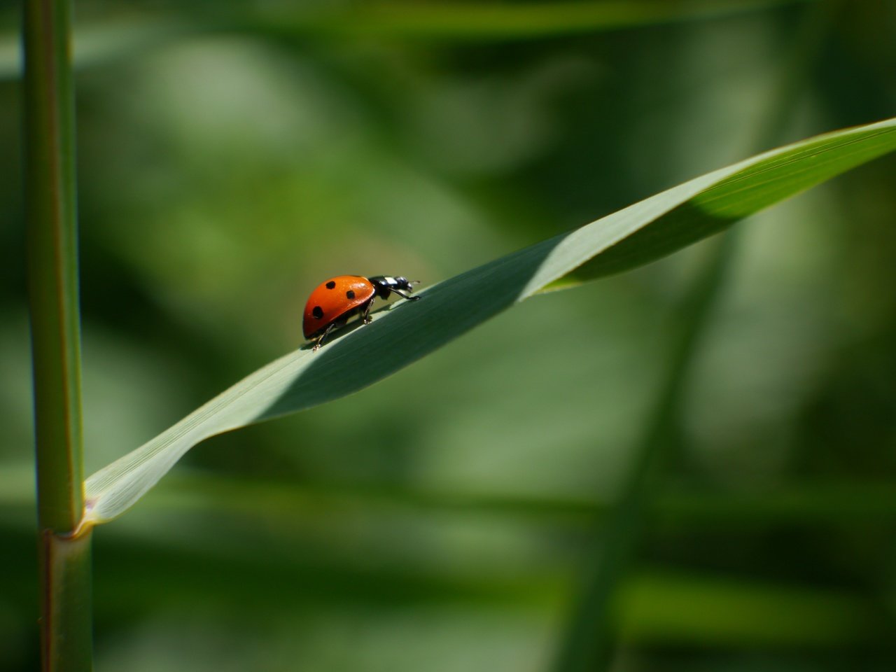 Обои трава, природа, жук, макро, лист, божья коровка, grass, nature, beetle, macro, sheet, ladybug разрешение 4608x3456 Загрузить