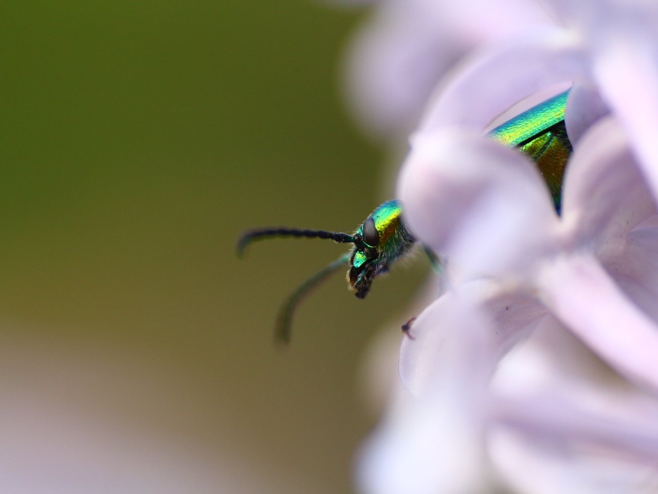 Обои жук, насекомое, фон, усики, сирень, beetle, insect, background, antennae, lilac разрешение 1920x1280 Загрузить