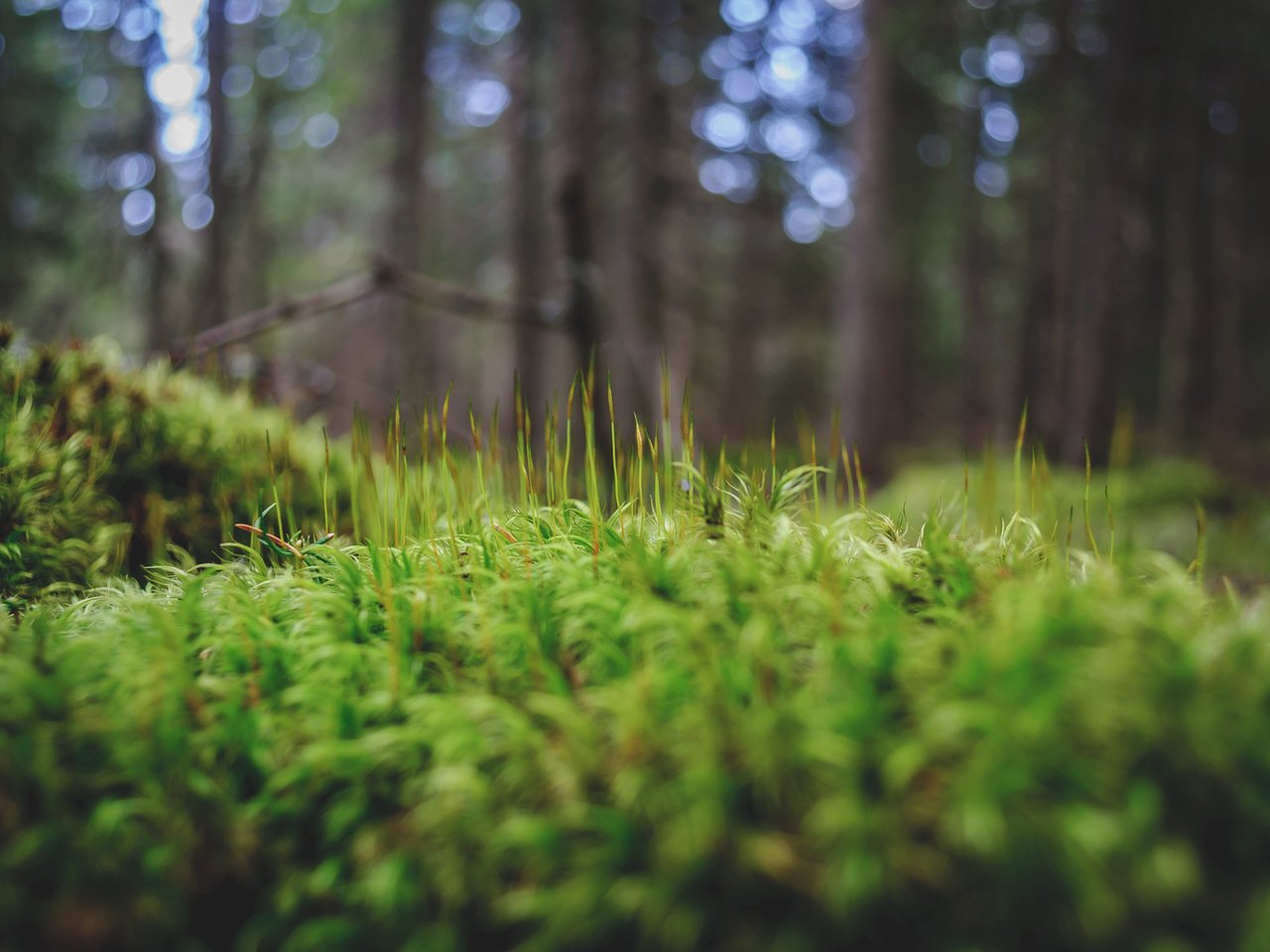 Обои трава, деревья, зелень, лес, макро, мох, andrei pavel, grass, trees, greens, forest, macro, moss разрешение 2048x1360 Загрузить