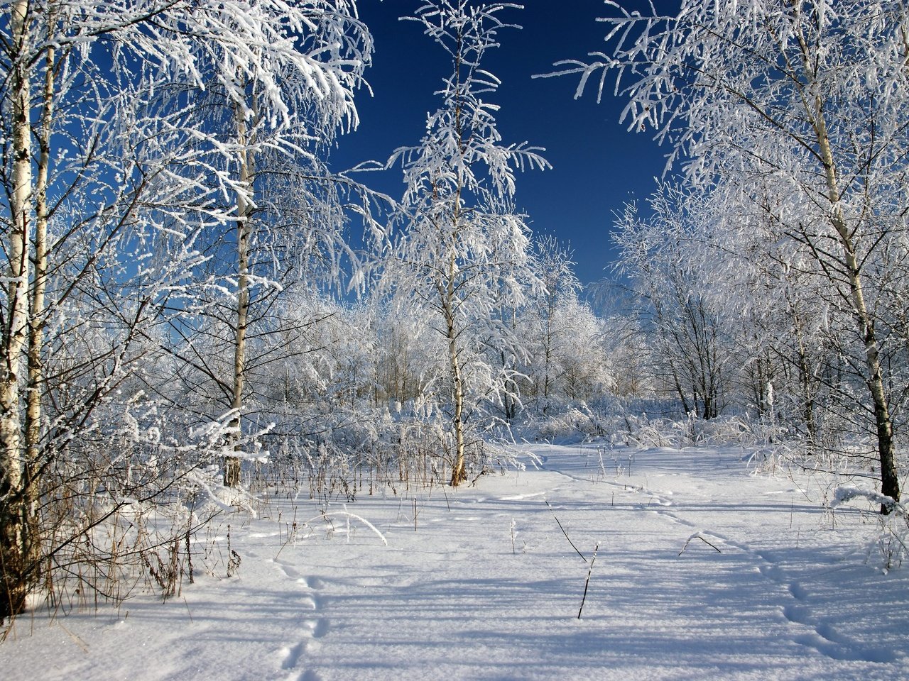 Обои деревья, снег, зима, мороз, россия, следы, trees, snow, winter, frost, russia, traces разрешение 3602x2398 Загрузить