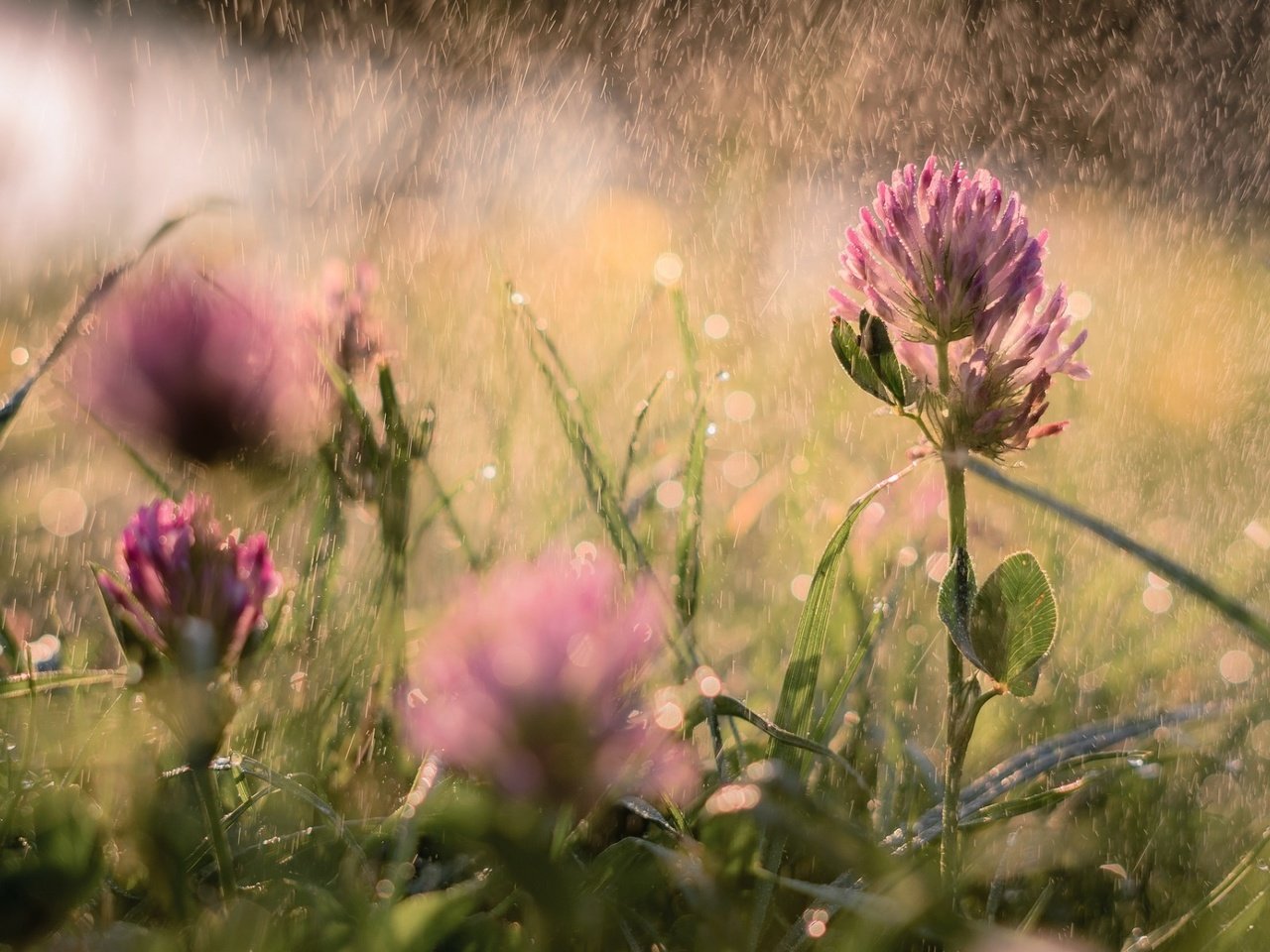 Обои цветы, трава, клевер, лето, размытость, дождь, flowers, grass, clover, summer, blur, rain разрешение 1920x1200 Загрузить