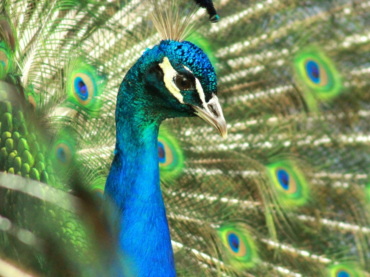 Обои птица, клюв, павлин, перья, хвост, bird, beak, peacock, feathers, tail разрешение 4272x2848 Загрузить