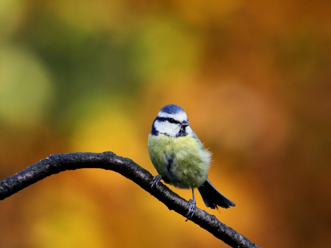 Обои осень, птица, синица, autumn, bird, tit разрешение 4752x3168 Загрузить