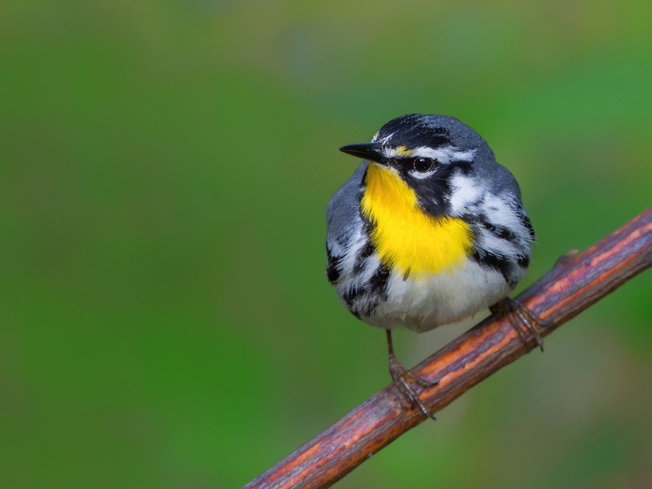 Обои птица, клюв, перья, камышевка, славка, magnolia warbler, bird, beak, feathers, warbler разрешение 1920x1200 Загрузить