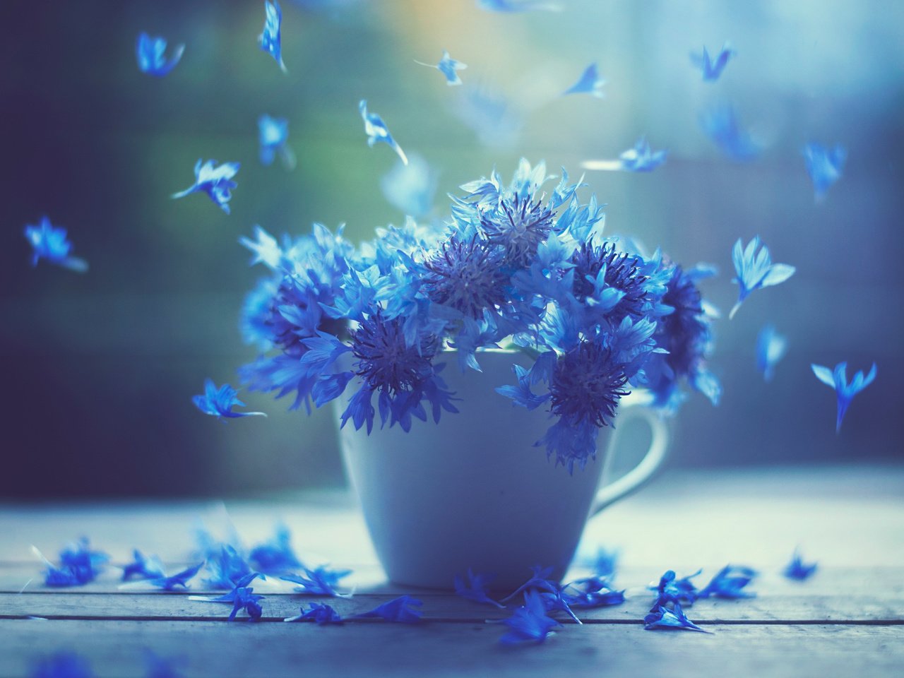 Обои цветы, лепестки, доски, кружка, чашка, васильки, flowers, petals, board, mug, cup, cornflowers разрешение 2048x1566 Загрузить