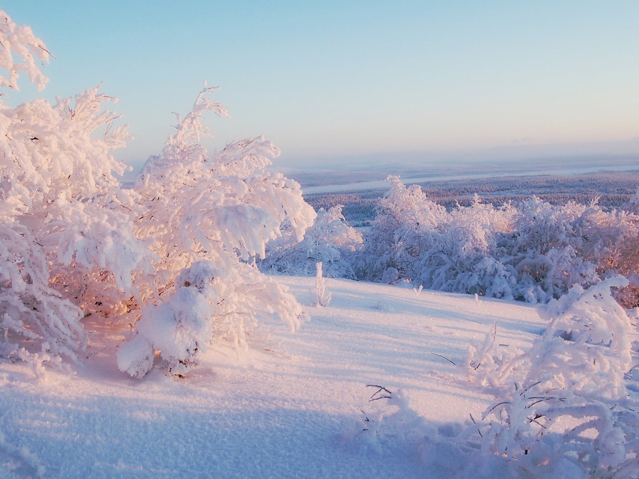 Обои небо, свет, деревья, снег, зима, горизонт, иней, the sky, light, trees, snow, winter, horizon, frost разрешение 1920x1080 Загрузить