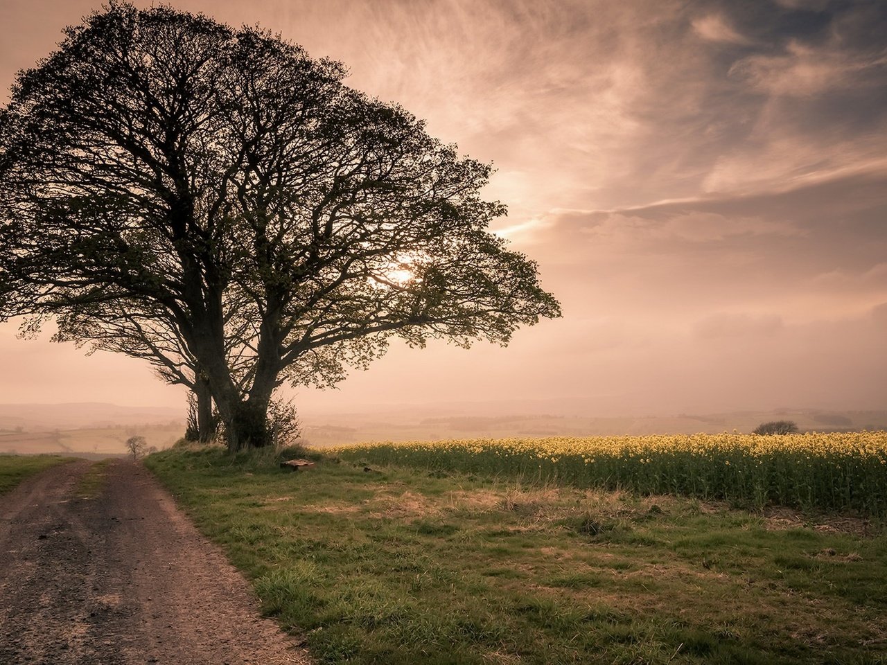 Обои небо, brian kerr photography, дорога, трава, дерево, утро, туман, поле, рапс, the sky, road, grass, tree, morning, fog, field, rape разрешение 1920x1190 Загрузить