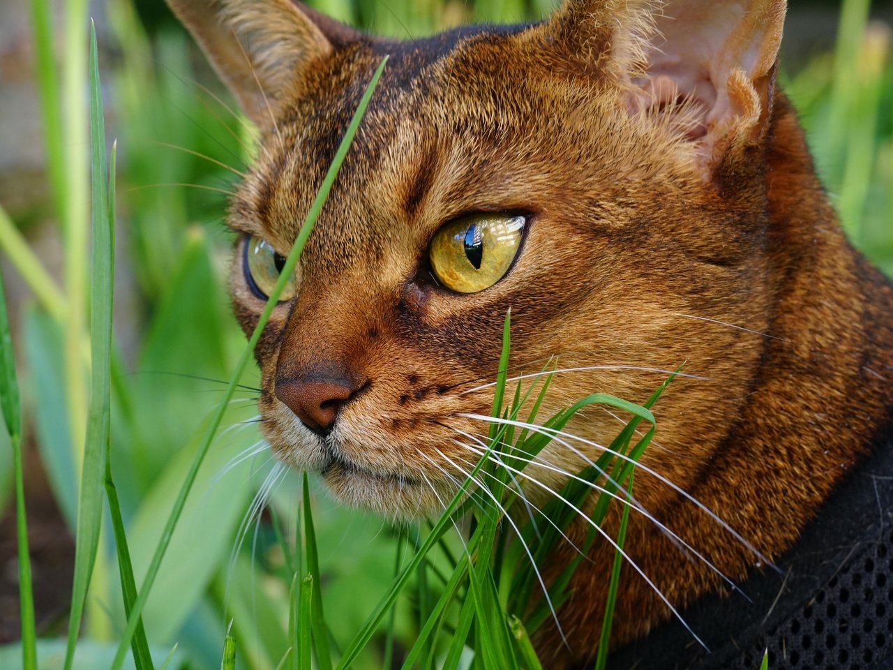 Обои глаза, морда, трава, кот, мордочка, усы, кошка, взгляд, eyes, face, grass, cat, muzzle, mustache, look разрешение 6000x4000 Загрузить