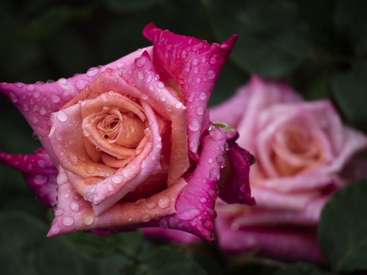 Обои цветы, капли, розы, лепестки, flowers, drops, roses, petals разрешение 1920x1280 Загрузить