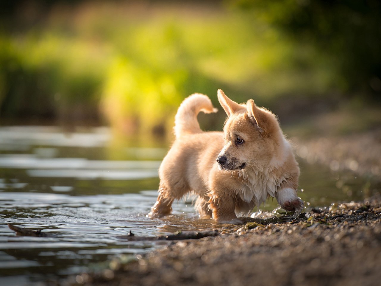 Обои вода, пемброк, природа, nicole trenker, ручей, собака, щенок, животное, вельш-корги, корги, water, pembroke, nature, stream, dog, puppy, animal, welsh corgi, corgi разрешение 1920x1200 Загрузить