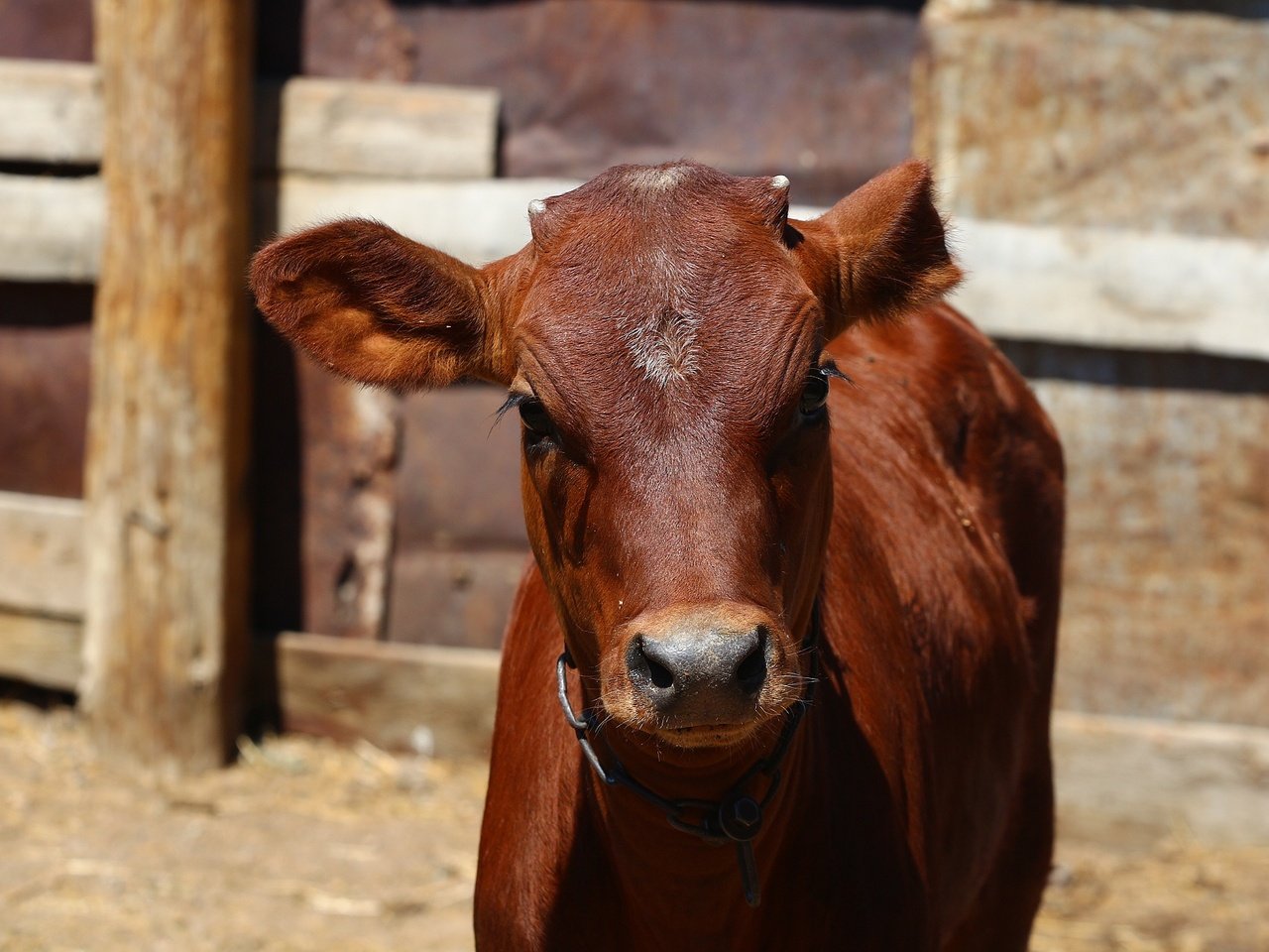 Обои морда, взгляд, корова, загон, телёнок, face, look, cow, corral, calf разрешение 1920x1280 Загрузить