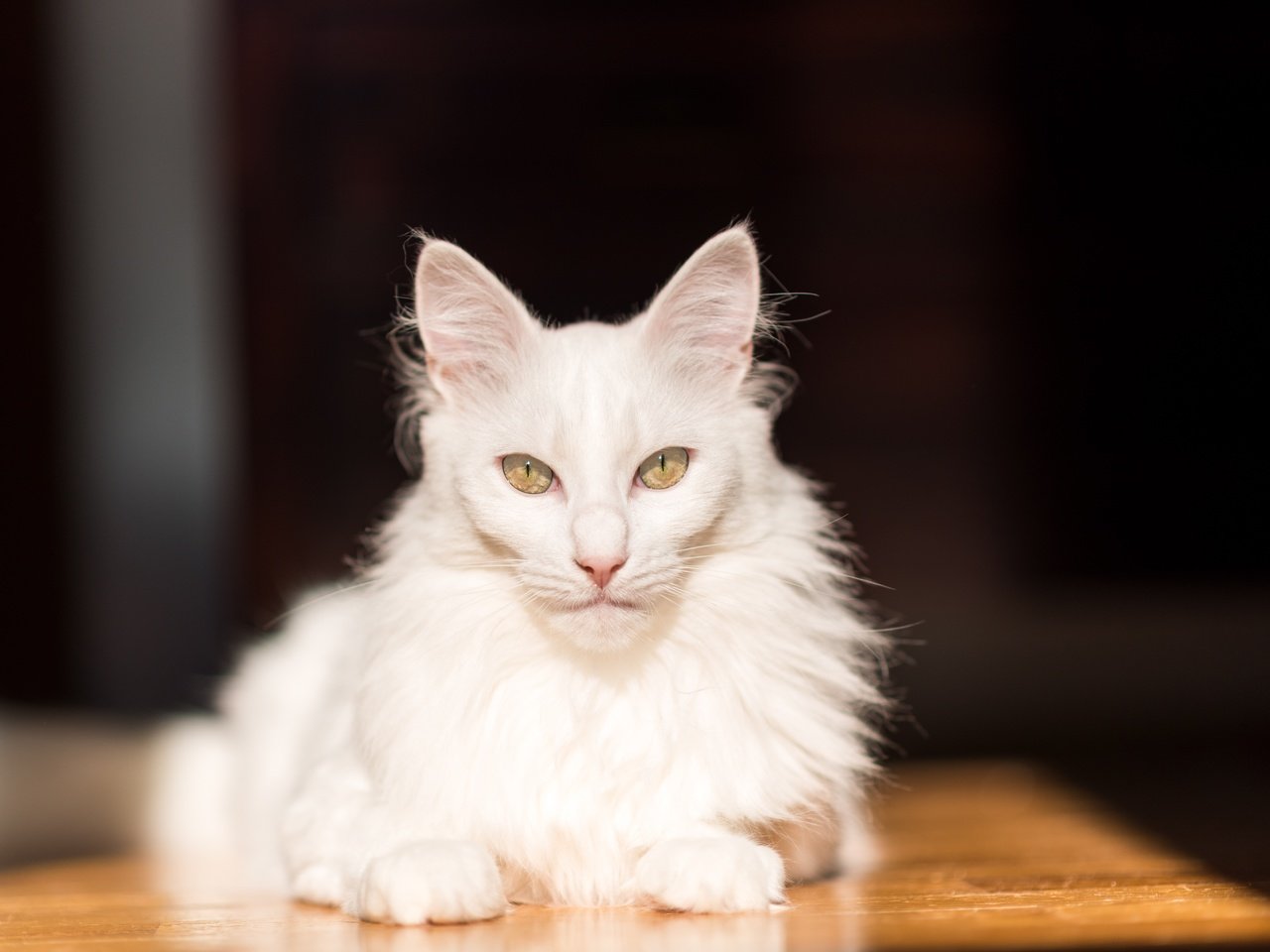 Обои кот, мордочка, усы, кошка, взгляд, белая, cat, muzzle, mustache, look, white разрешение 6016x4016 Загрузить