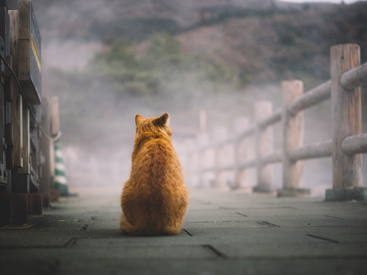 Кот в тумане