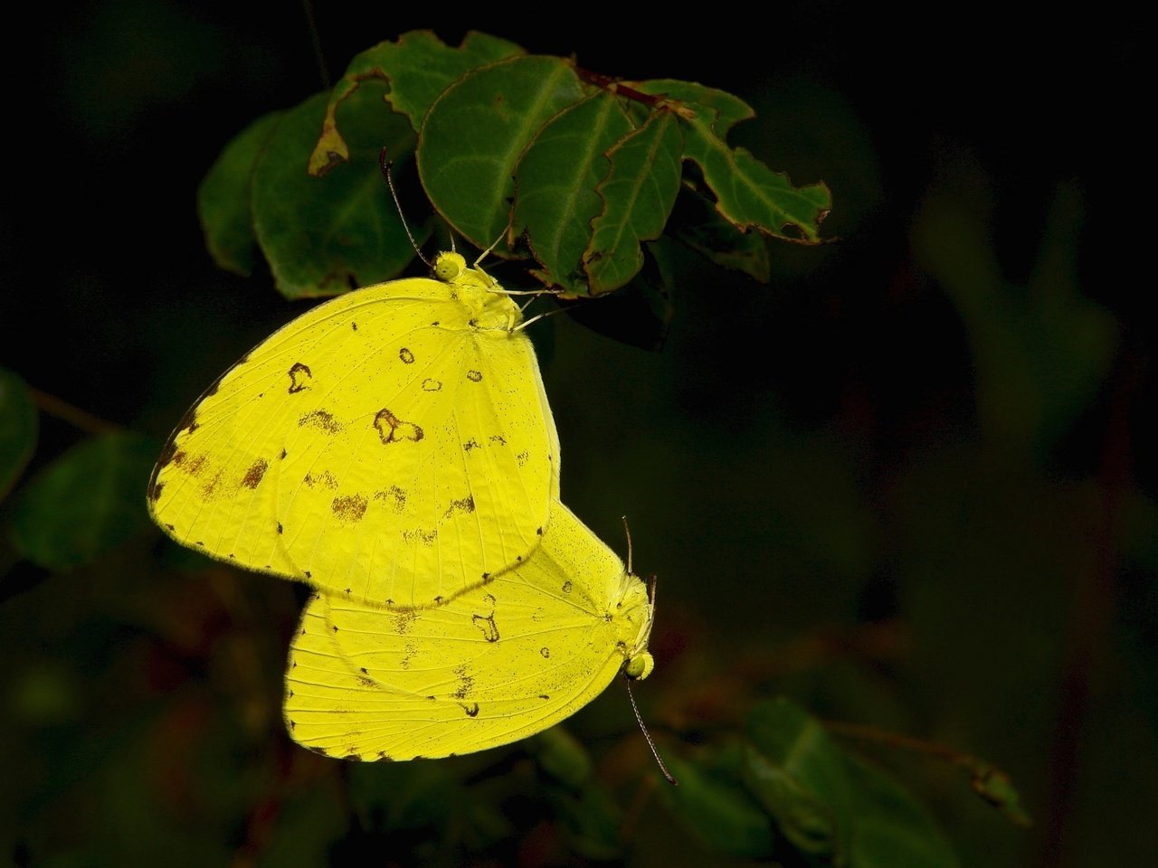 Обои листья, макро, крылья, насекомые, бабочки, желтые, leaves, macro, wings, insects, butterfly, yellow разрешение 2048x1266 Загрузить