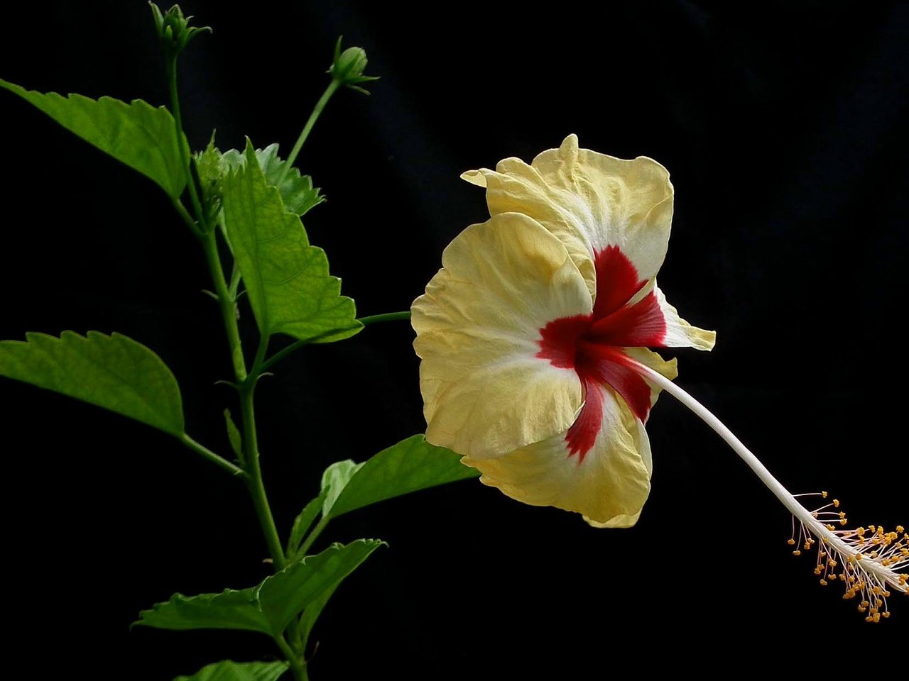 Обои макро, фон, лепестки, гибискус, macro, background, petals, hibiscus разрешение 2048x1205 Загрузить