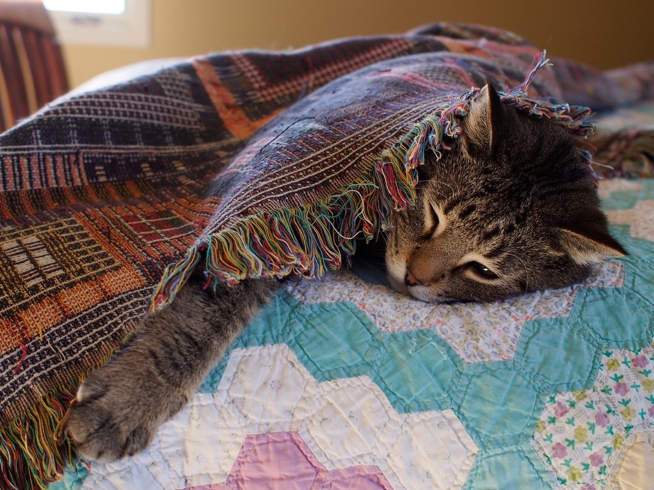 Обои морда, кот, кошка, отдых, кровать, одеяло, лапа, face, cat, stay, bed, blanket, paw разрешение 4608x2592 Загрузить