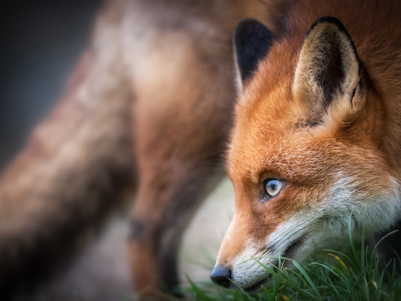 Обои морда, трава, лиса, профиль, лисица, животное, face, grass, fox, profile, animal разрешение 3000x2000 Загрузить