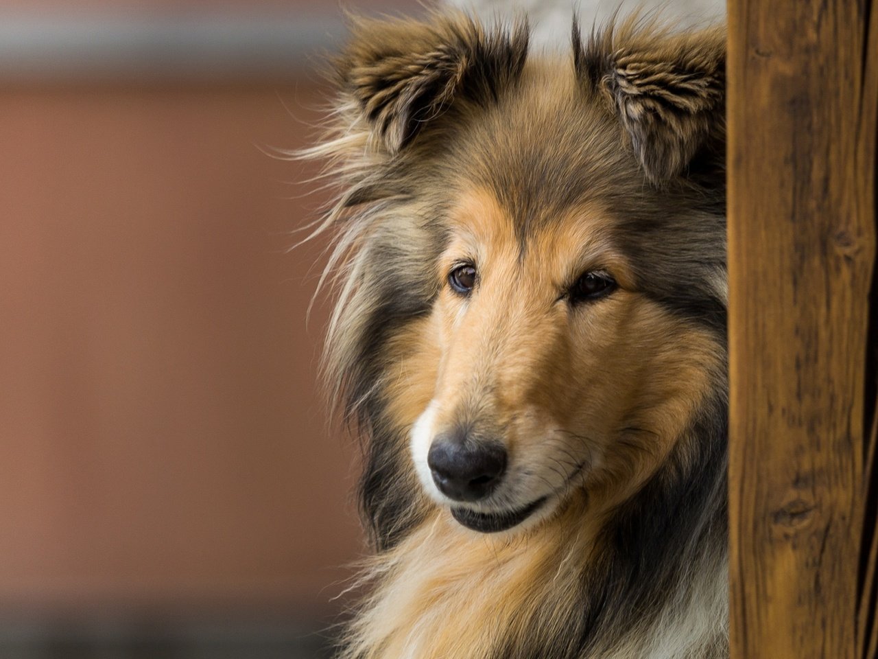 Обои морда, взгляд, собака, колли, длинношёрстный колли, face, look, dog, collie, rough collie разрешение 1920x1280 Загрузить