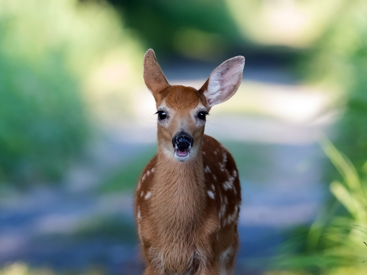 Обои природа, олень, фон, мордочка, взгляд, косуля, олененок, nature, deer, background, muzzle, look, roe, fawn разрешение 2560x1706 Загрузить